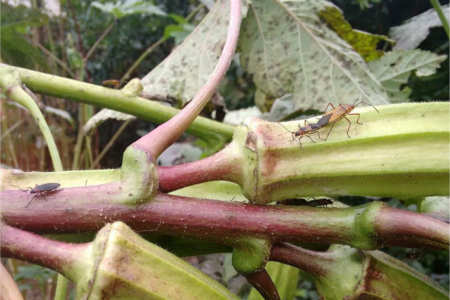 Insetos sobre hastes de uma planta de quiabo em lavoura