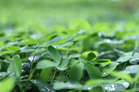 Close de plantas forrageiras verdes com gotas de água sobre as folhas.