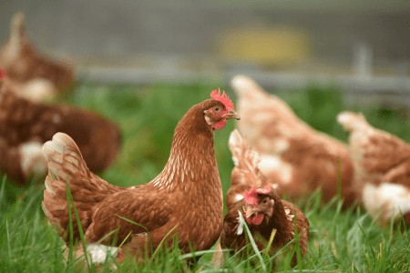 Galinhas de plumagem marrom em área gramada, com uma ave em destaque em primeiro plano e outras ao fundo desfocadas.