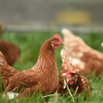 Preço da carne de frango recua em junho após dois meses de alta