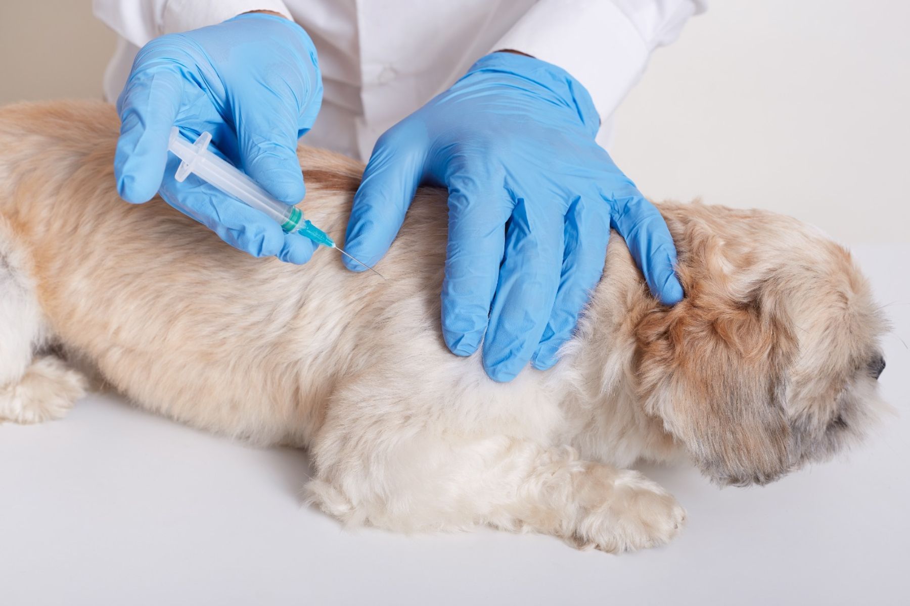 Santana do Paraíso inicia campanha de vacinação antirrábica para cães e gatos