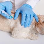 Santana do Paraíso inicia campanha de vacinação antirrábica para cães e gatos