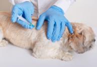 Santana do Paraíso inicia campanha de vacinação antirrábica para cães e gatos