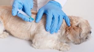 Santana do Paraíso inicia campanha de vacinação antirrábica para cães e gatos