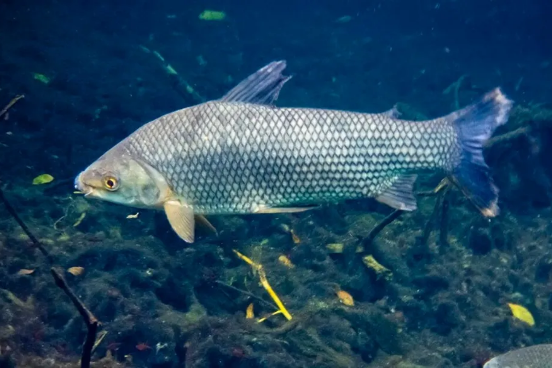 Peixe 'faxineiro': conheça o Curimatã, espécie que lidera economia sustentável e limpa rios