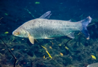 Peixe 'faxineiro': conheça o Curimatã, espécie que lidera economia sustentável e limpa rios