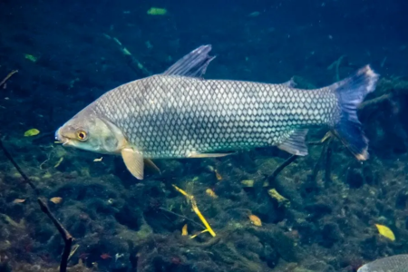 Peixe 'faxineiro': conheça o Curimatã, espécie que lidera economia sustentável e limpa rios