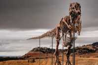 T-rex de R$ 255 milhões: segredos do esqueleto leiloado como 'achado excepcional'