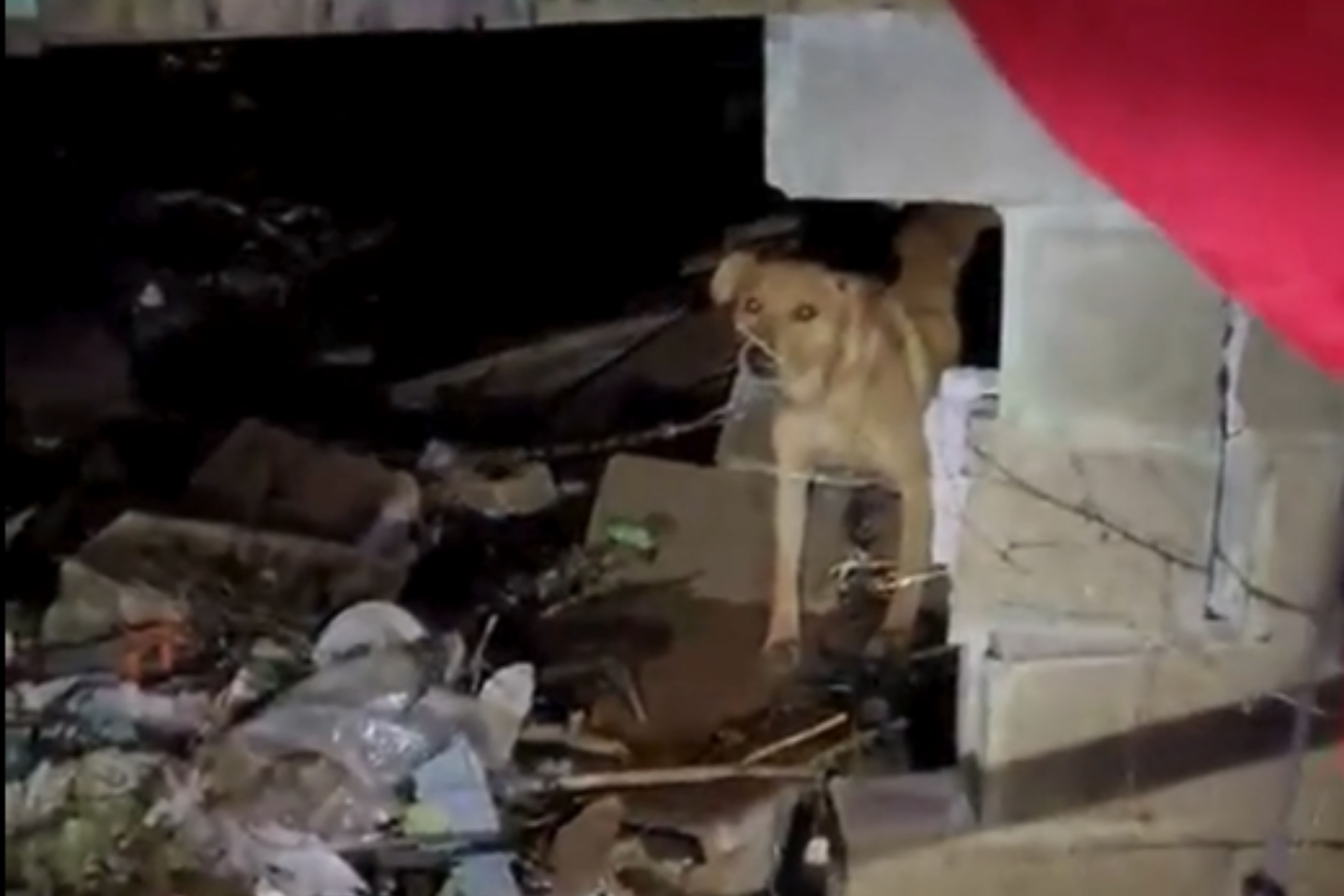 Bombeiros resgatam cachorro caramelo ilhado durante tempestade no RS; veja vídeo