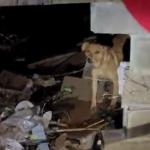 Bombeiros resgatam cachorro caramelo ilhado durante tempestade no RS; veja vídeo