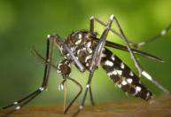 Alerta sanitário: El Niño pode acelerar avanço de dengue, chikungunya e zika no Brasil