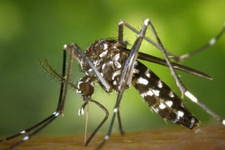 Cidades de SP entram em alerta com alta incidência de dengue