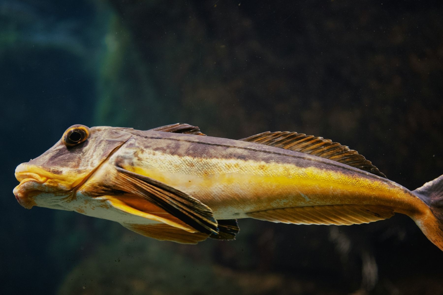 Não é tilápia, nem merluza: o peixe perfeito para fazer filé, segundo pescadores