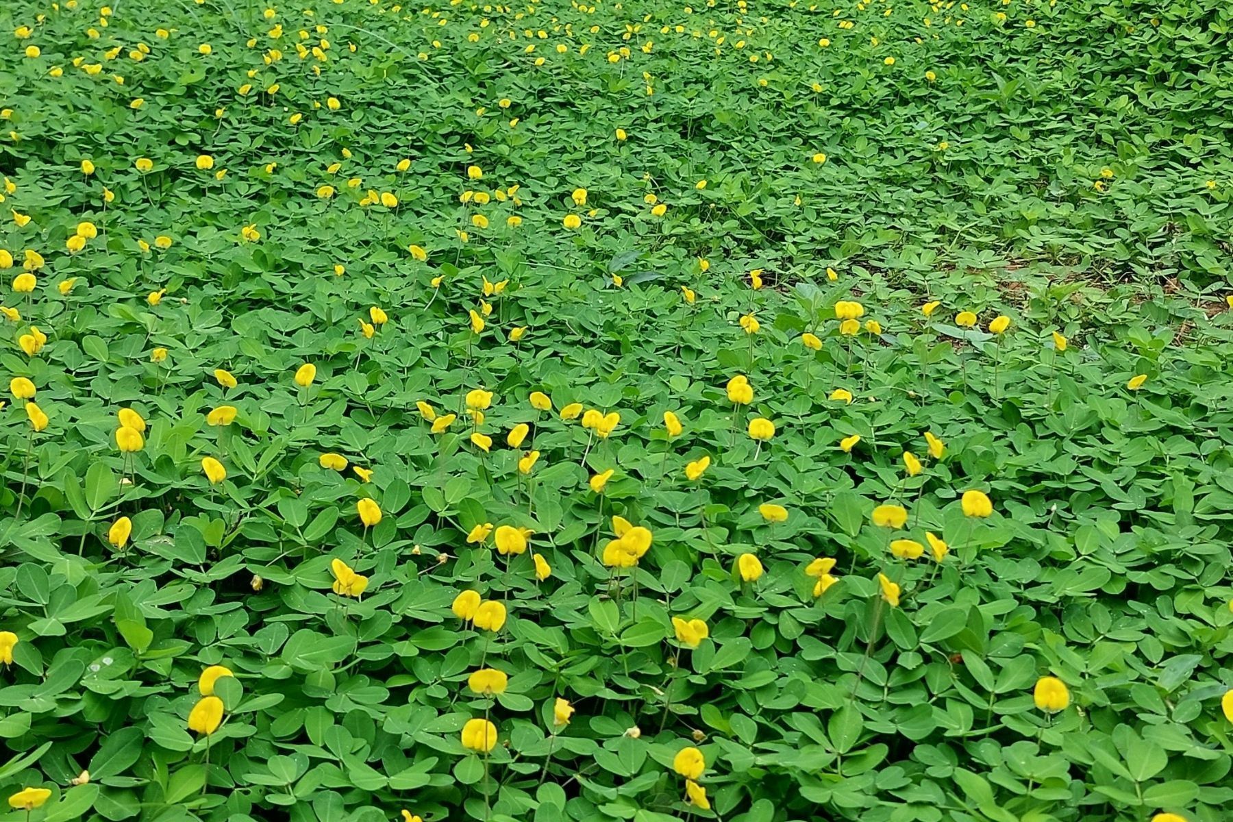 Adeus, grama que dá trabalho: conheça a planta que virou tendência nos jardins dos ricos