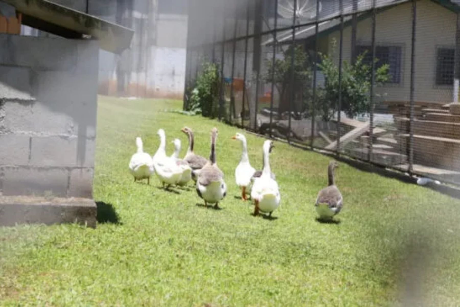 Presídio de segurança máxima troca cães de guarda por gansos em Santa Catarina