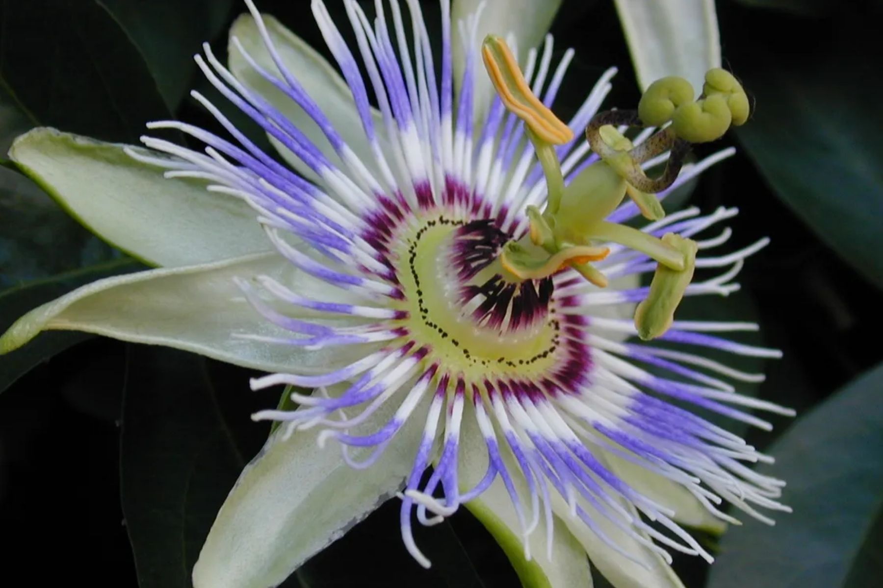 Qual o significado da flor-da-paixão e por que você deveria tê-la em casa?