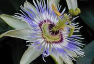 Qual o significado da flor-da-paixão e por que você deveria tê-la em casa?
