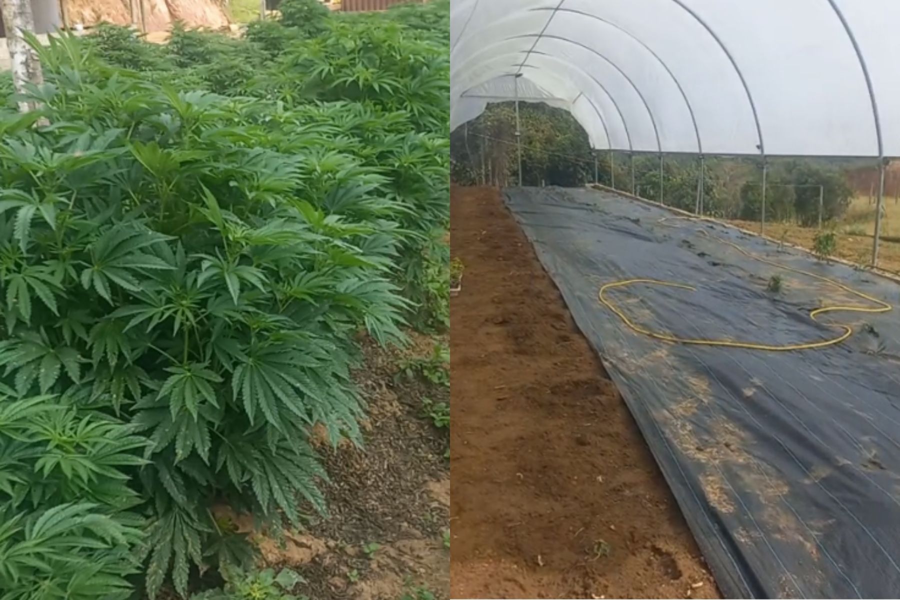 PM encontra plantação com mais de 300 pés de cannabis em propriedade rural de Minas