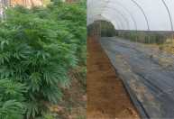 PM encontra plantação com mais de 300 pés de cannabis em propriedade rural de Minas