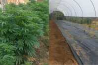 PM encontra plantação com mais de 300 pés de cannabis em propriedade rural de Minas