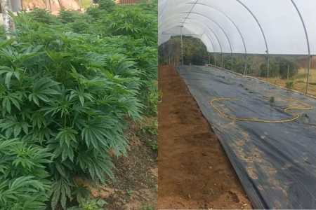 PM encontra plantação com mais de 300 pés de cannabis em propriedade rural de Minas