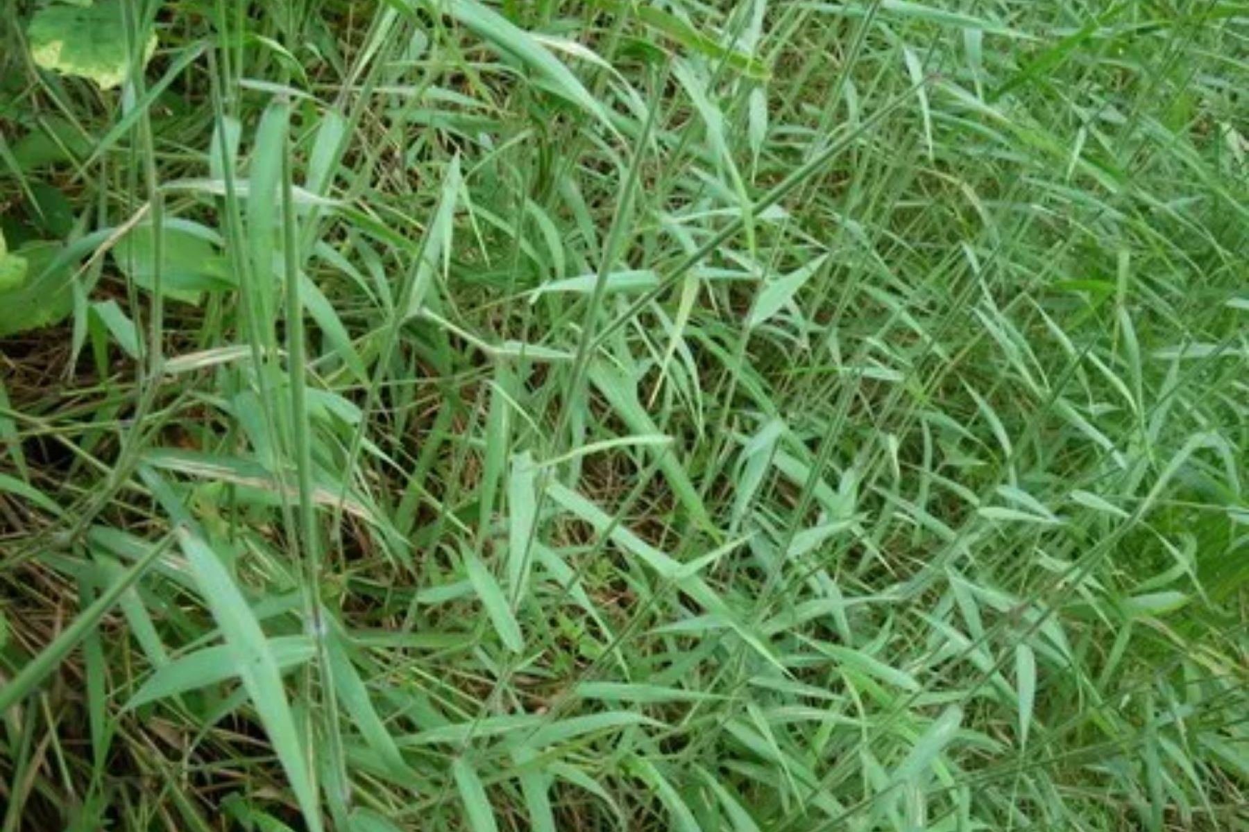 Invasão do capim-meloso aumenta risco de fogo e destrói biodiversidade na Serra do Cipó, em MG