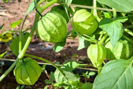 MG inicia colheita inédita de tomatillo mexicano e abre pré-venda exclusiva do fruto