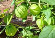 MG inicia colheita inédita de tomatillo mexicano e abre pré-venda exclusiva do fruto