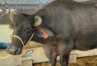 Búfala brasileira supera marca mundial e produz mais de 40 kg de leite em Minas