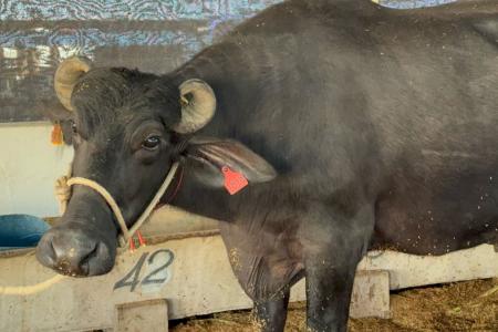 Búfala Serena quebrou o recorde do próprio dono