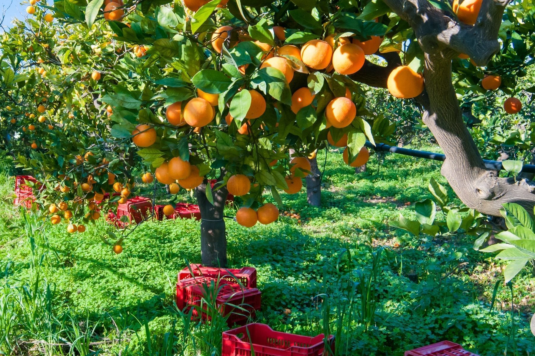 Preço da laranja surpreende no início da safra 2026/27; entenda o mercado