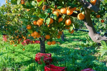 Preço da laranja surpreende no início da safra 2026/27; entenda o mercado