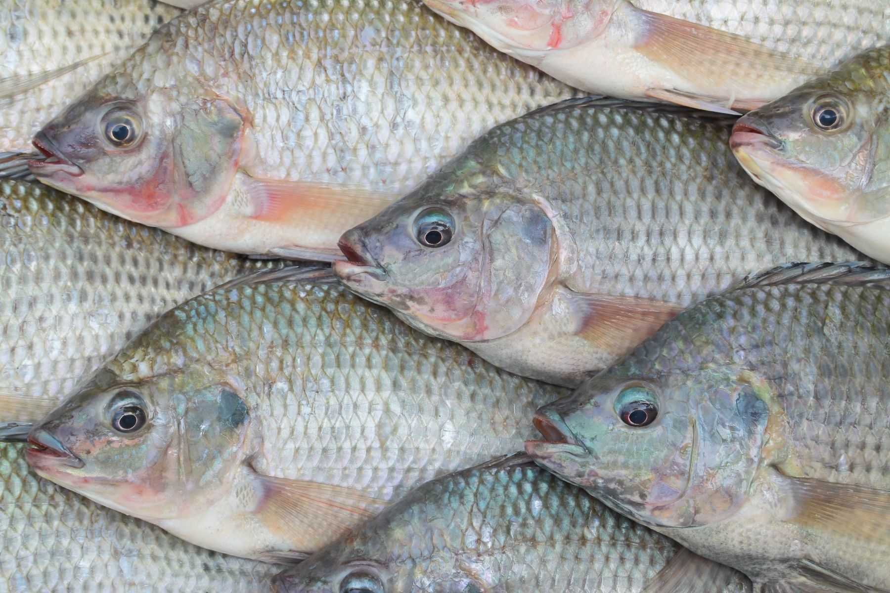 Consumo de peixe bate recorde no Brasil, mas impasse da tilápia e tambaqui preocupa