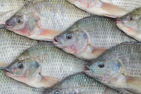 Consumo de peixe bate recorde no Brasil, mas impasse da tilápia e tambaqui preocupa