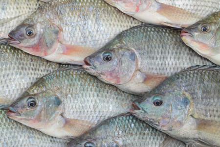 Consumo de peixe bate recorde no Brasil, mas impasse da tilápia e tambaqui preocupa