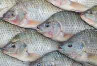 Consumo de peixe bate recorde no Brasil, mas impasse da tilápia e tambaqui preocupa