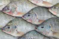 Consumo de peixe bate recorde no Brasil, mas impasse da tilápia e tambaqui preocupa