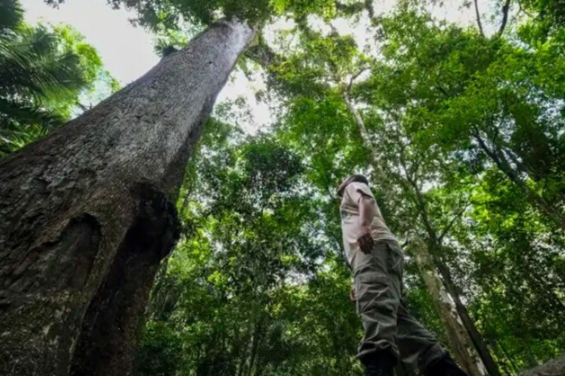 Restauração da Mata Atlântica avança com evidências científicas desiguais
