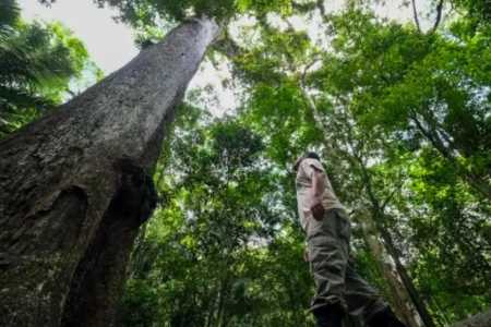 Restauração da Mata Atlântica avança com evidências científicas desiguais