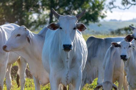 Mato Grosso bate recorde histórico com abate de 3,65 milhões de bovinos no semestre