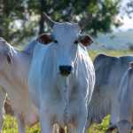 Mato Grosso bate recorde histórico com abate de 3,65 milhões de bovinos no semestre