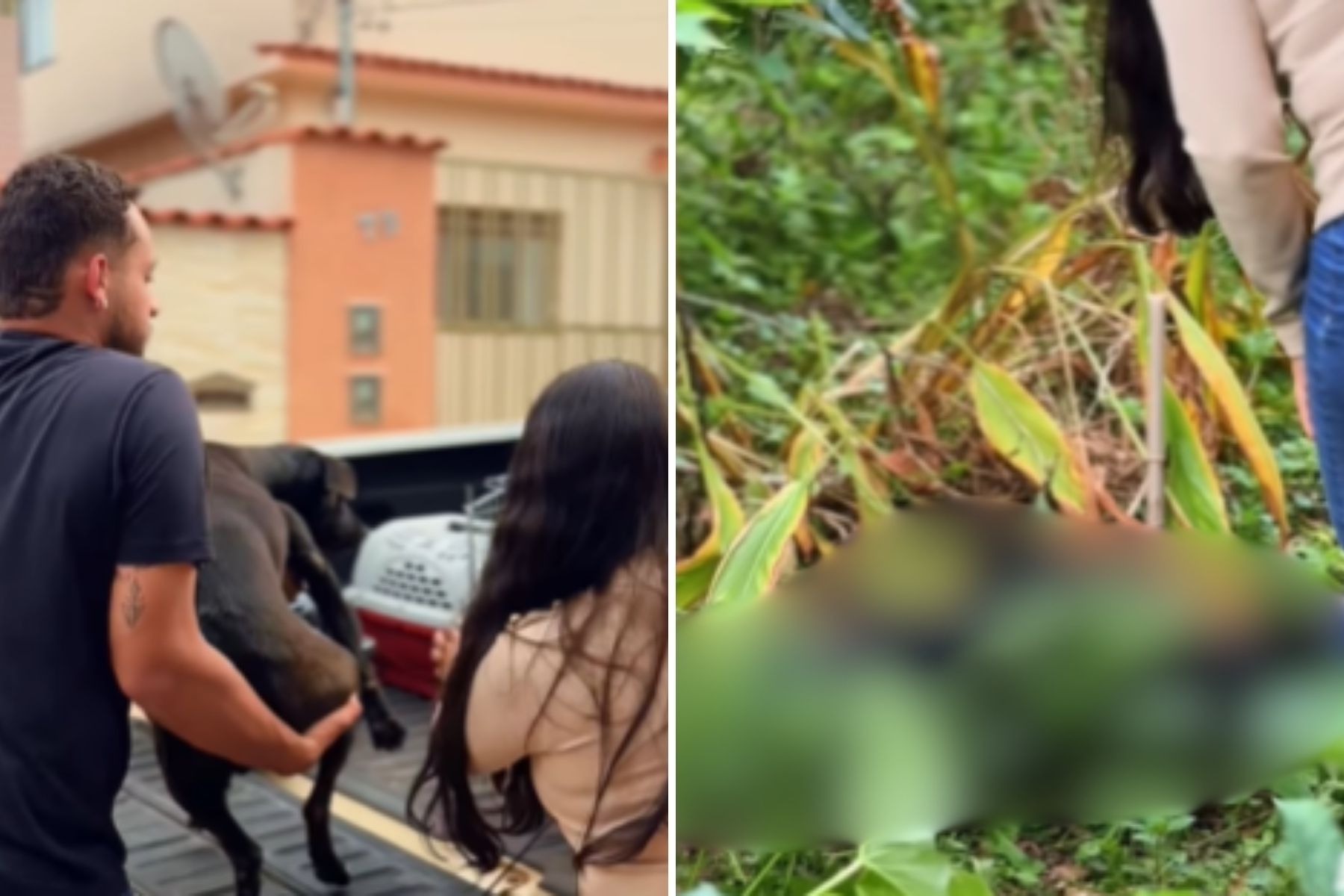 PC investiga suspeita de envenenamento de ao menos 21 cães em Congonhas-MG