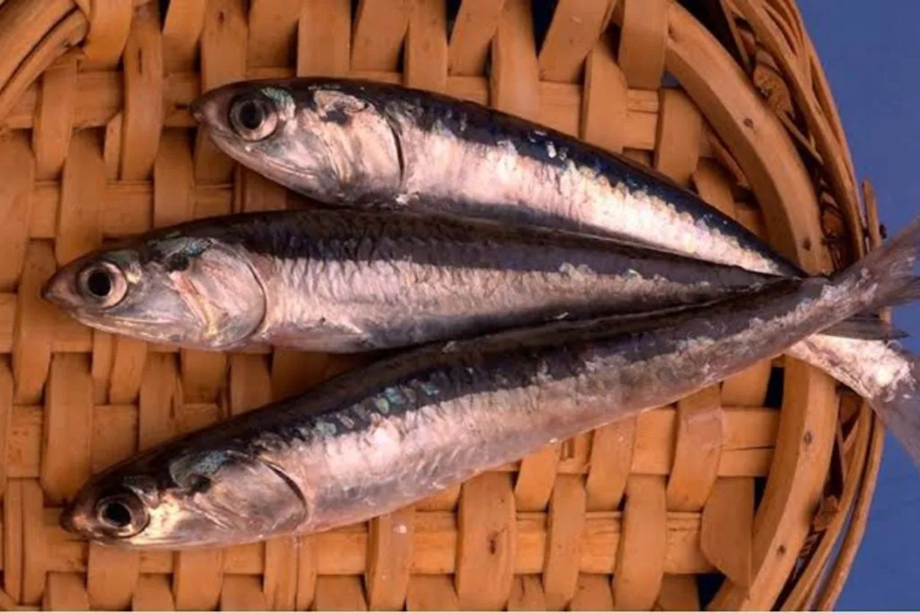 O pequeno peixe que transformou um país da América Latina em uma potência mundial