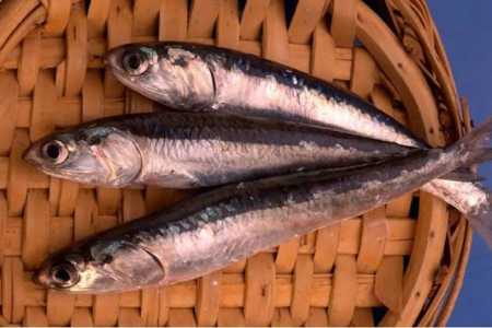 O pequeno peixe que transformou um país da América Latina em uma potência mundial