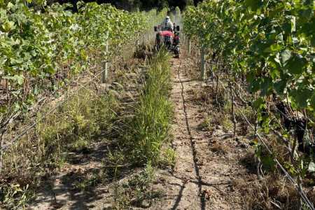 Vinho no Cerrado: dupla poda faz Goiás dobrar produção de uva e criar rota turística