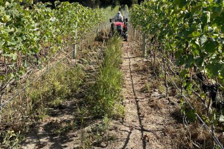 Vinho no Cerrado: dupla poda faz Goiás dobrar produção de uva e criar rota turística