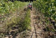 Deriva de herbicidas causa prejuízo de R$ 210 milhões na vitivinicultura do RS
