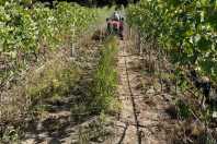 Vinho no Cerrado: dupla poda faz Goiás dobrar produção de uva e criar rota turística