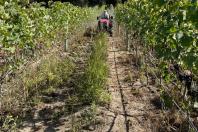 Deriva de herbicidas causa prejuízo de R$ 210 milhões na vitivinicultura do RS