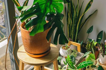 Três erros que você comete com as plantas ao sair de férias, segundo jardineiro
